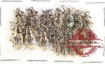 Scientific lot no. 950 Curculionidae (20 pcs)