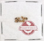 Scientific lot no. 978 Curculionidae (10 pcs)
