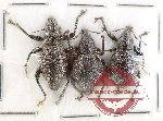 Scientific lot no. 914 Curculionidae (3 pcs A2)