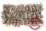Scientific lot no. 908 Curculionidae (31 pcs)