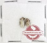 Scientific lot no. 972 Curculionidae (2 pcs)