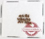 Scientific lot no. 954 Curculionidae (20 pcs)
