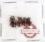 Scientific lot no. 942 Curculionidae (4 pcs)