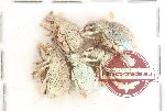 Scientific lot no. 916 Curculionidae (5 pcs)