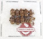 Scientific lot no. 911 Curculionidae (10 pcs)