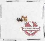 Scientific lot no. 980 Curculionidae (11 pcs)