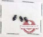 Scientific lot no. 940 Curculionidae (3 pcs)
