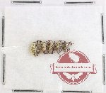 Scientific lot no. 977 Curculionidae (5 pcs)