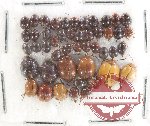 Scientific lot no. 604 Chrysomelidae (48 pcs)