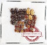 Scientific lot no. 593 Chrysomelidae (38 pcs)