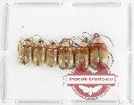 Scientific lot no. 598 Chrysomelidae (6 pcs)