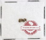 Scientific lot no. 600 Chrysomelidae (4 pcs)