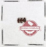 Scientific lot no. 591 Chrysomelidae (3 pcs)