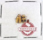 Scientific lot no. 592 Chrysomelidae (3 pcs)