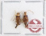 Scientific lot no. 597 Chrysomelidae (2 pcs A2)