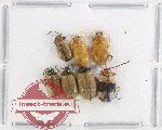 Scientific lot no. 599 Chrysomelidae (7 pcs)