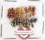 Scientific lot no. 603 Chrysomelidae (22 pcs)