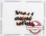 Scientific lot no. 594 Chrysomelidae (21 pcs)