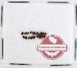 Scientific lot no. 601 Chrysomelidae (20 pcs)