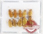 Scientific lot no. 595 Chrysomelidae (10 pcs)
