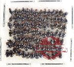 Scientific lot no. 605 Chrysomelidae (100 pcs)