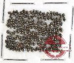 Scientific lot no. 606 Chrysomelidae (125 pcs)