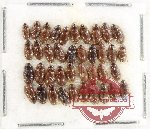 Hydrophilidae Scientific lot no. 320 (39 pcs)