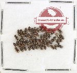Hydrophilidae Scientific lot no. 316 (52 pcs)