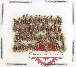 Hydrophilidae Scientific lot no. 318 (48 pcs)