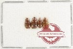 Hydrophilidae Scientific lot no. 333 (4 pcs)