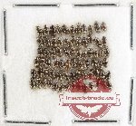 Hydrophilidae Scientific lot no. 323 (73 pcs)