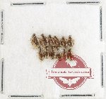 Hydrophilidae Scientific lot no. 319 (12 pcs)