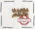 Hydrophilidae Scientific lot no. 322 (14 pcs)