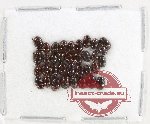 Hydrophilidae Scientific lot no. 328 (35 pcs)