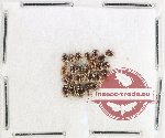 Hydrophilidae Scientific lot no. 315 (26 pcs)