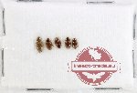 Hydrophilidae Scientific lot no. 330 (5 pcs)