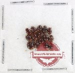 Hydrophilidae Scientific lot no. 332 (15 pcs)