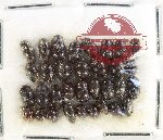 Hydrophilidae Scientific lot no. 317 (33 pcs)