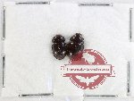 Hydrophilidae Scientific lot no. 324 (2 pcs)