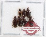 Scientific lot no. 882 Carabidae (7 pcs)
