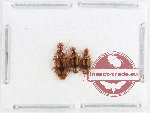 Scientific lot no. 883 Carabidae (3 pcs)