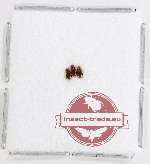 Scientific lot no. 884 Carabidae (3 pcs)