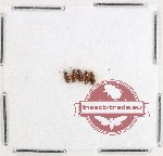 Scientific lot no. 885 Carabidae (5 pcs)