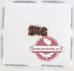 Scientific lot no. 880 Carabidae (15 pcs)