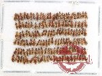 Scientific lot no. 881 Carabidae (144 pcs)