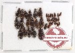 Scientific lot no. 879 Carabidae (36 pcs)