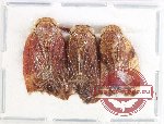 Scientific lot no. 36 Homoptera (3 pcs A2)