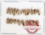 Scientific lot no. 1364 Heteroptera (20 pcs)