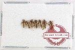 Scientific lot no. 1365 Heteroptera (7 pcs)