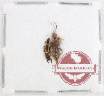 Scientific lot no. 133 Dermaptera (2 pcs)